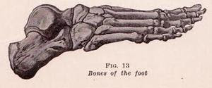 Foot